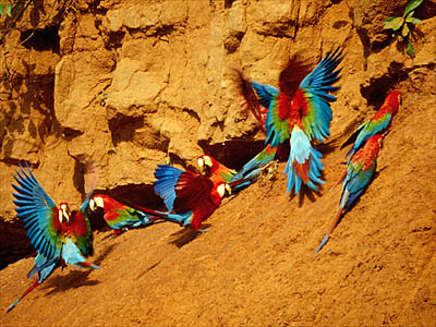 Amazon Rainforest, Peru. Red-and-Green Macaws at 