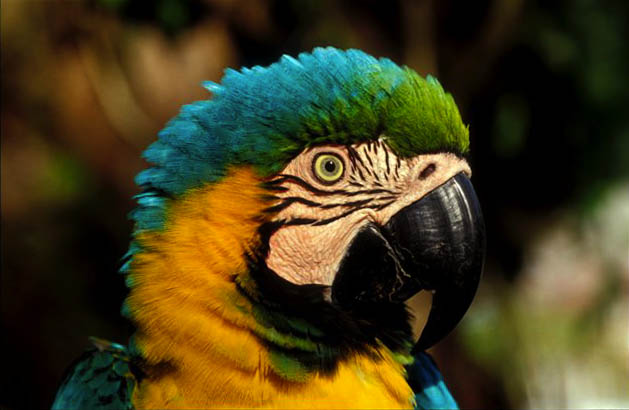 Blue-and-Gold Macaw, Heath River, Amazon Rainforest, Peru.