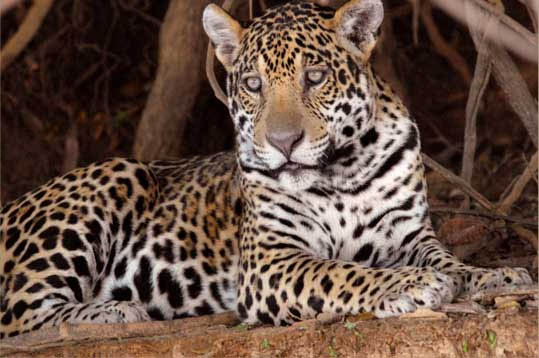 Jaguar Amazon Rainforest Animals Pictures