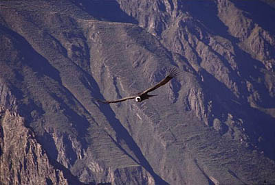 luxury Arequipa Colca Canyon tours travel
