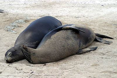 luxury Galapagos cruises