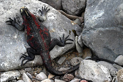 luxury Galapagos cruises