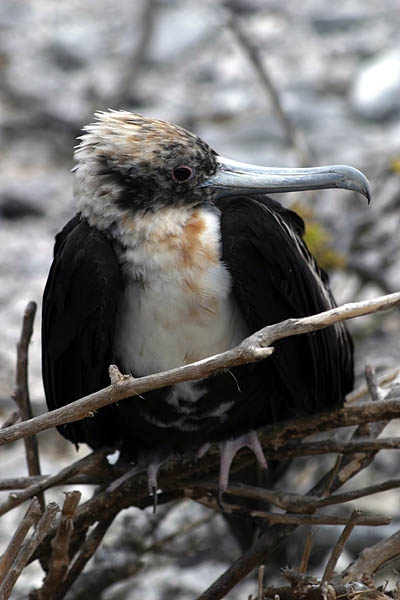 luxury Galapagos cruises