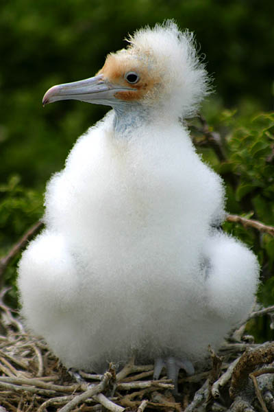 luxury Galapagos cruises