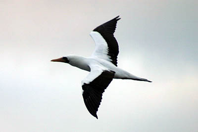 luxury Galapagos cruises