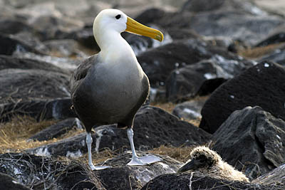 luxury Galapagos cruises