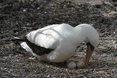 luxury Galapagos cruises