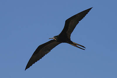 luxury Galapagos cruises