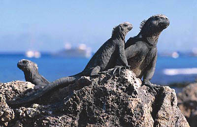 Iguanas