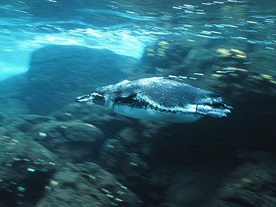 Swimming Galapagos penguin Galapagos Islands Photo Bonnie Pelnar